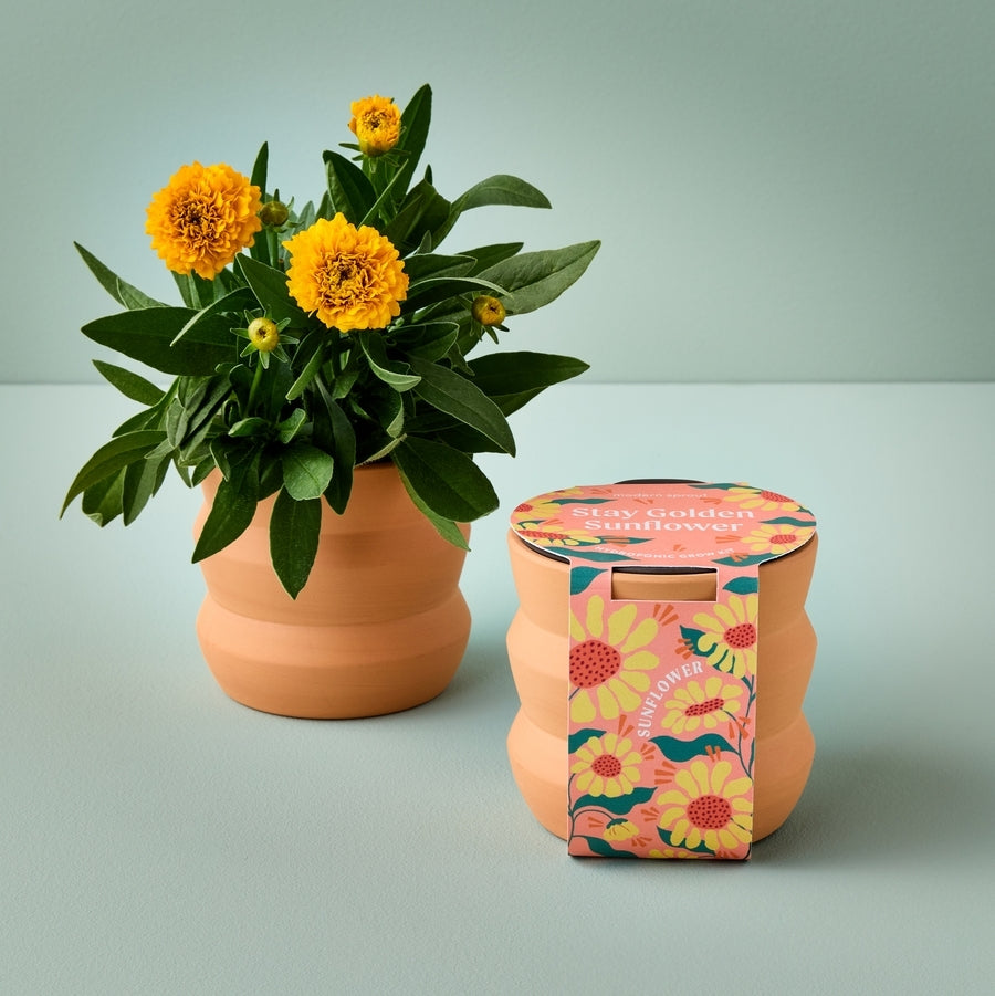 Tiny Terracotta Grow Kits | Stay Golden Sunflower