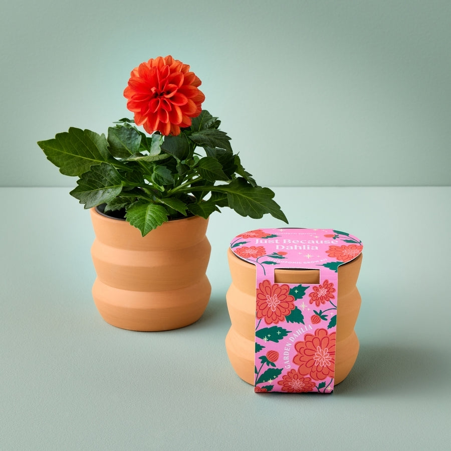 Tiny Terracotta Grow Kits | Just Because Dahlia