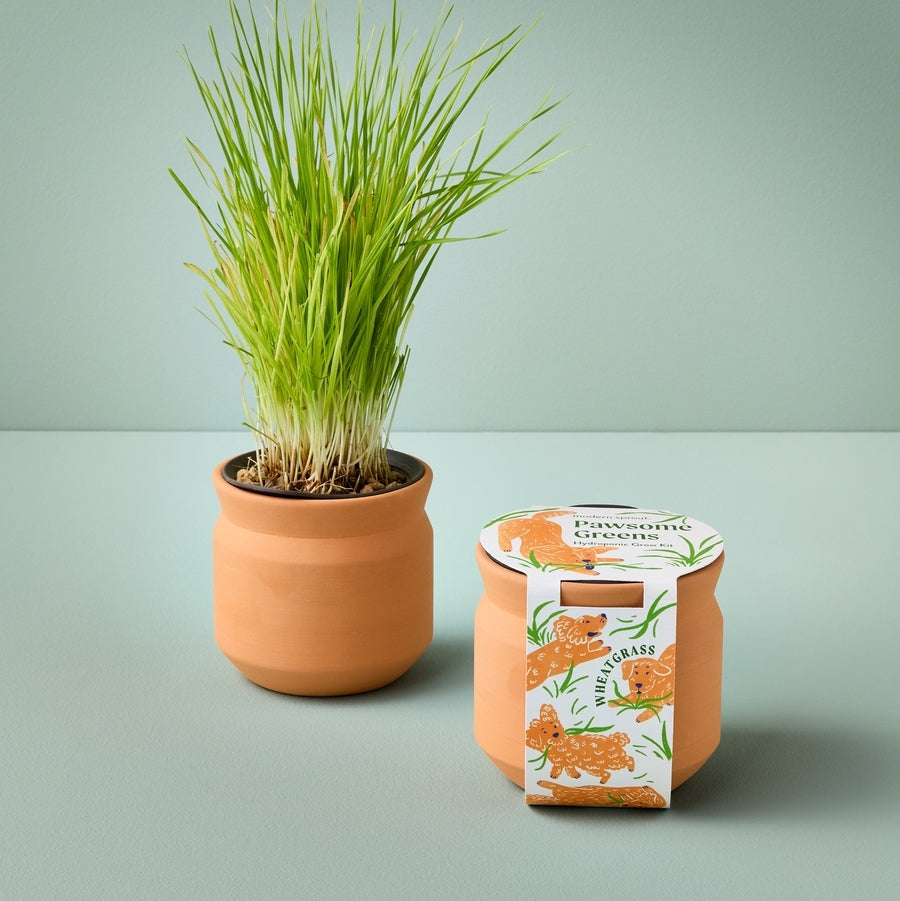 Tiny Terracotta Grow Kit Pawsome Greens | Mini Garden Grow Kit