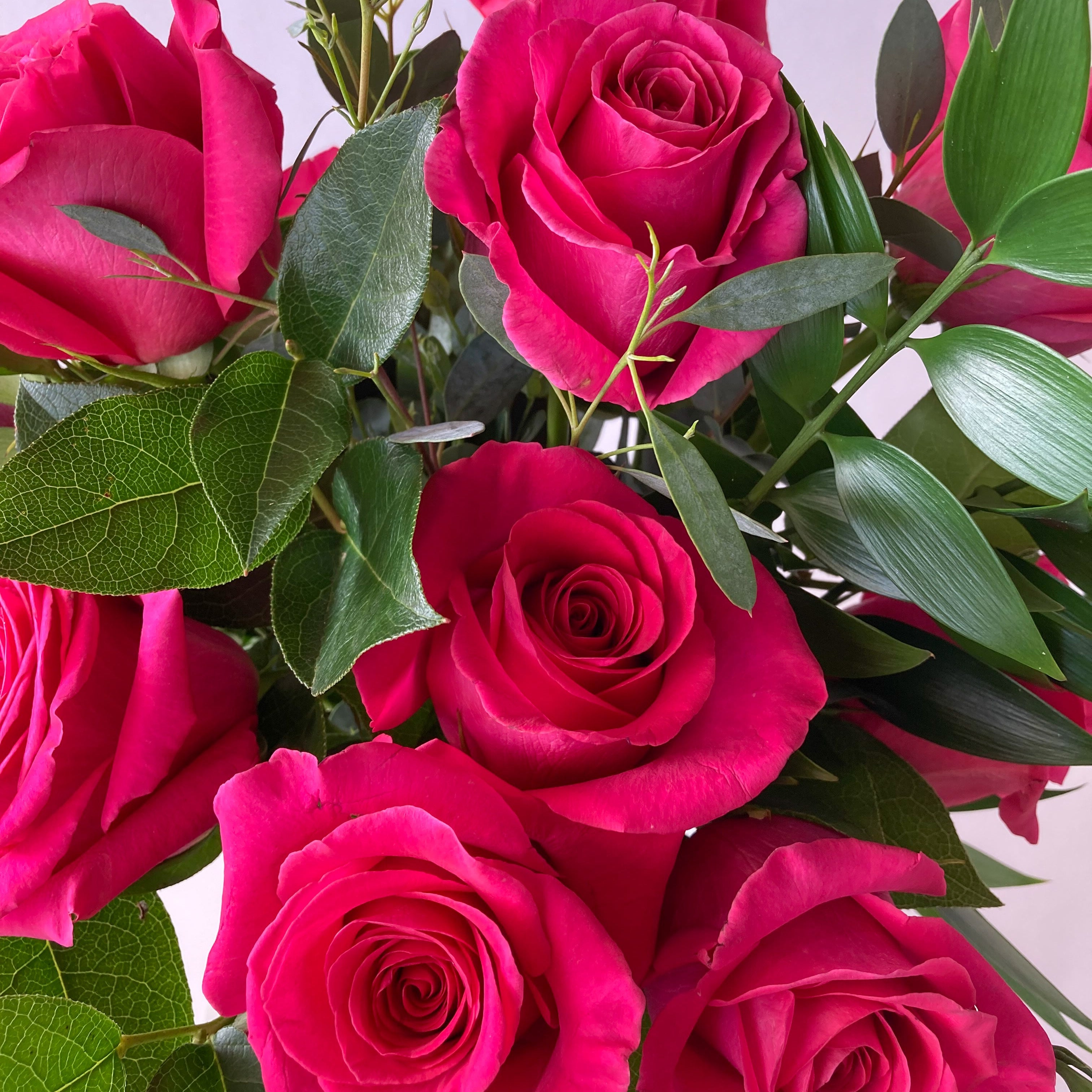 Bouquet of bright pink roses with green leaves on a light gray background