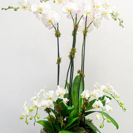 White orchids with green leaves on a light gray background