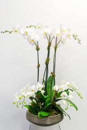 Potted orchid plant with white flowers on a white background
