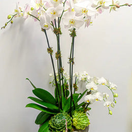 White orchids with green succulents on a light gray background