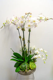 Arrangement of white orchids and succulents in a pot on a white background