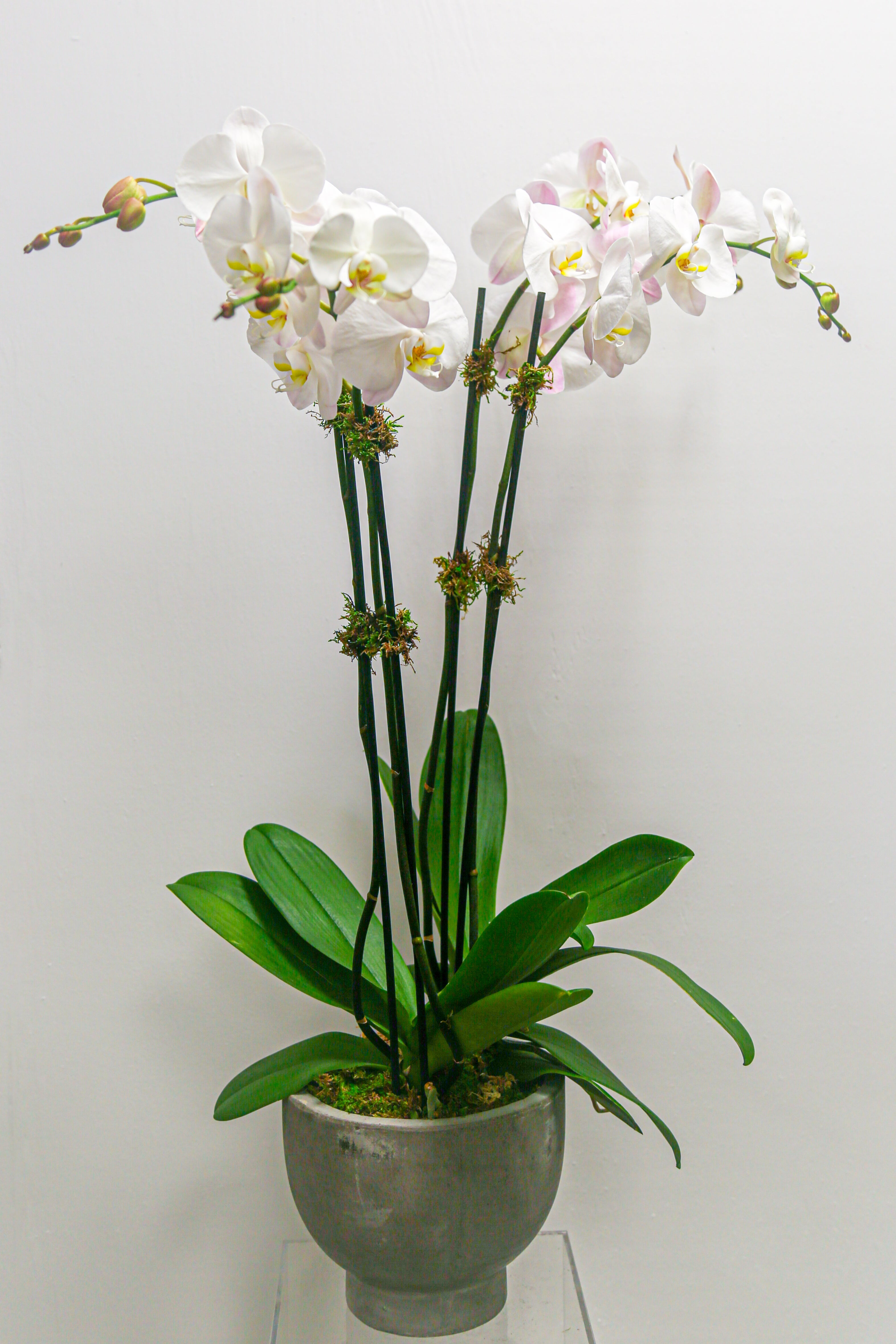 Double Stem Phalaenopsis Orchid Duo | Green Plant - Lizzie Bee's Flower Shoppe
