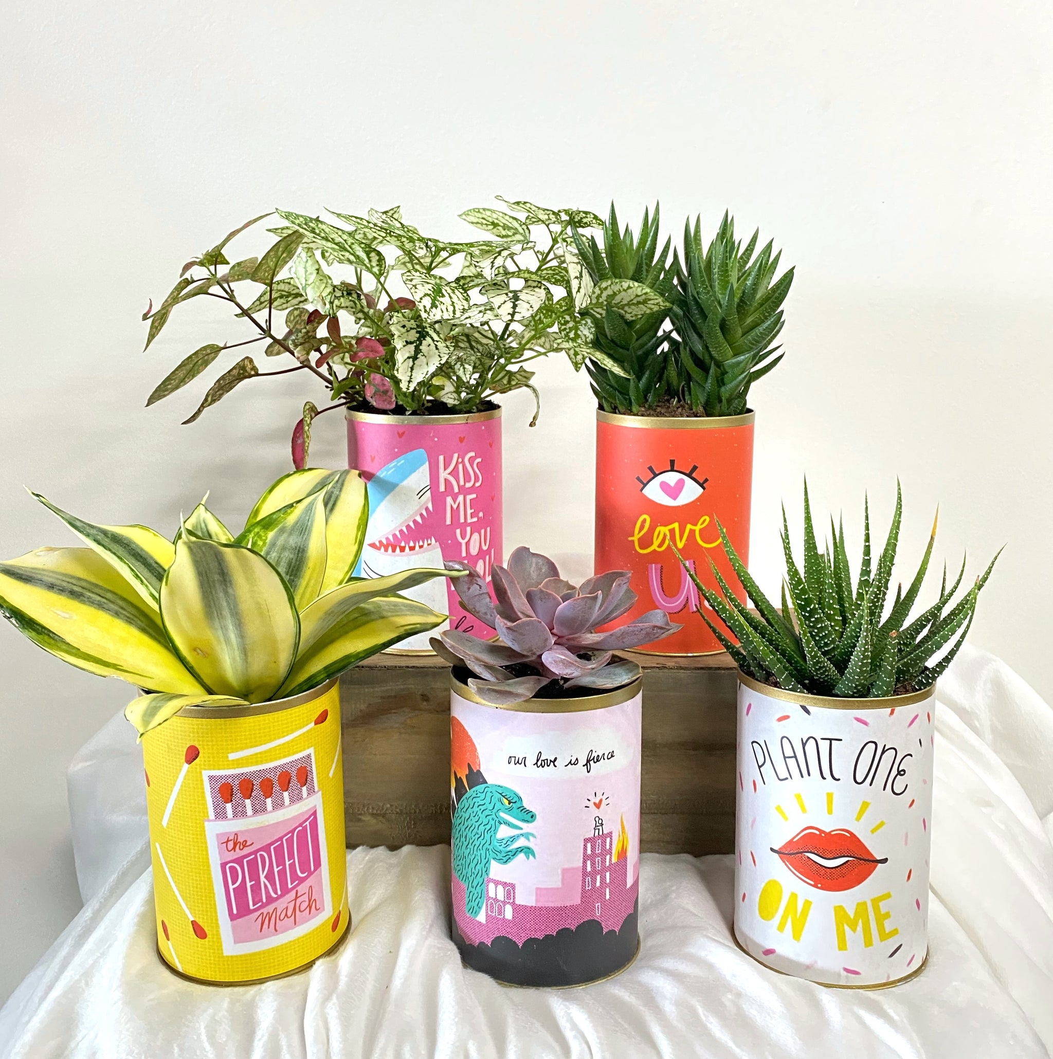 Father’s Day Succulent Gift – Dad Joke Plant Can