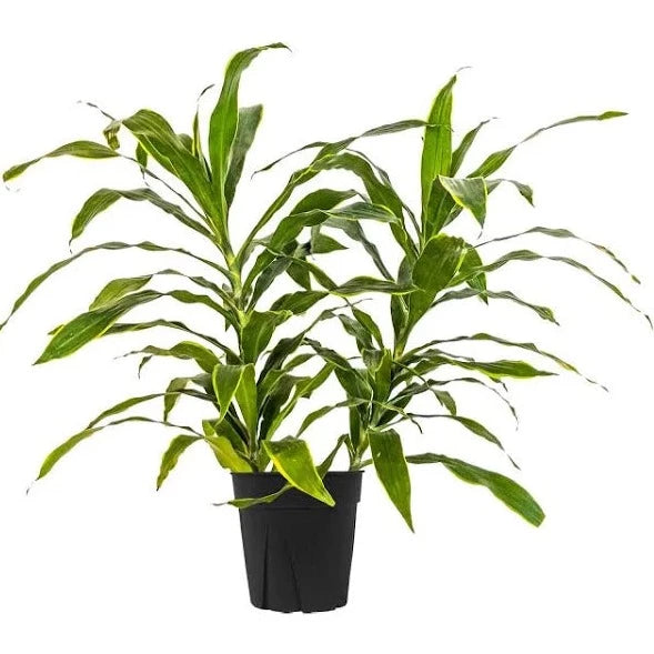 dracaena carmen plant care Dracaena – Lizzie Bee's Flower Shoppe