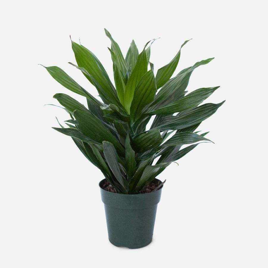 carmen dracaena Dracaena – Lizzie Bee's Flower Shoppe