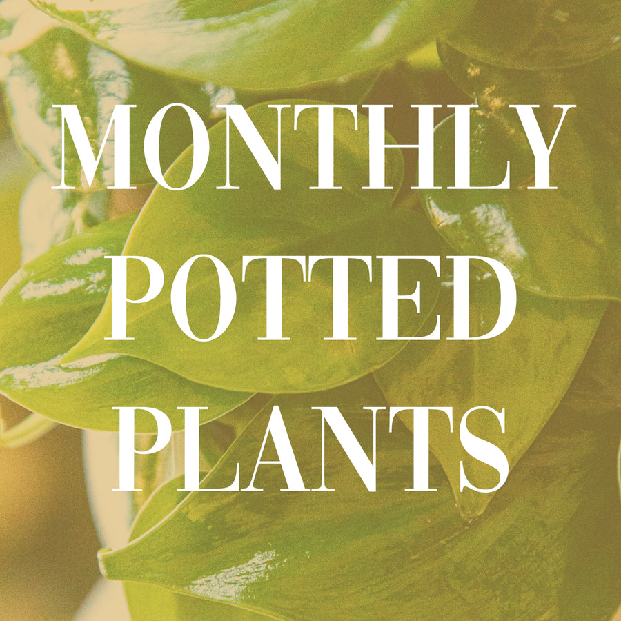 Monthly Plant Subscription - 3 MONTH SUBSCRIPTION | Monthly Plant Subscription - Lizzie Bee's Flower Shoppe