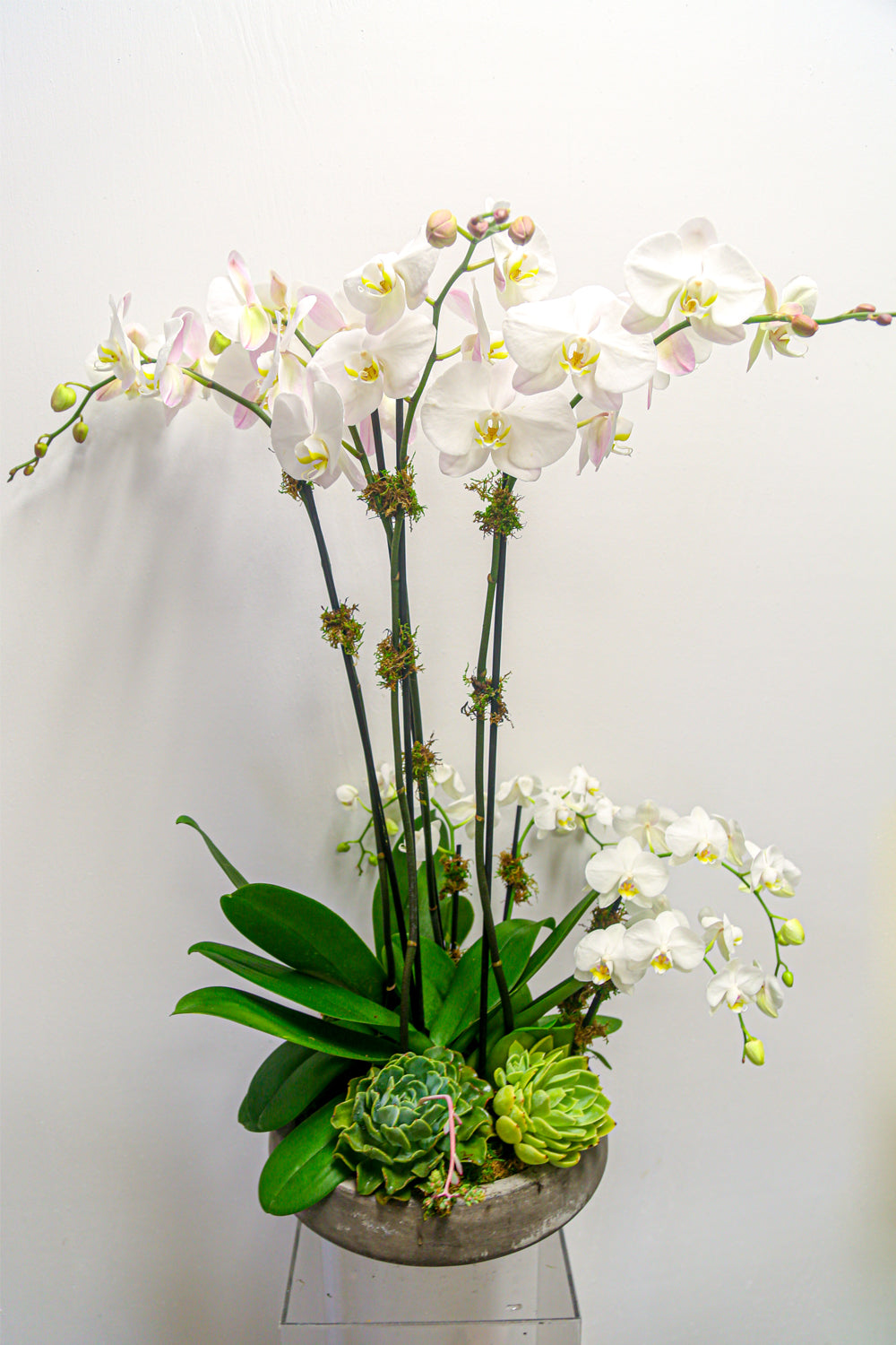 Mix Phalaenopsis Orchids (Tall & Mini) + Succulents | Green Plant - Lizzie Bee's Flower Shoppe