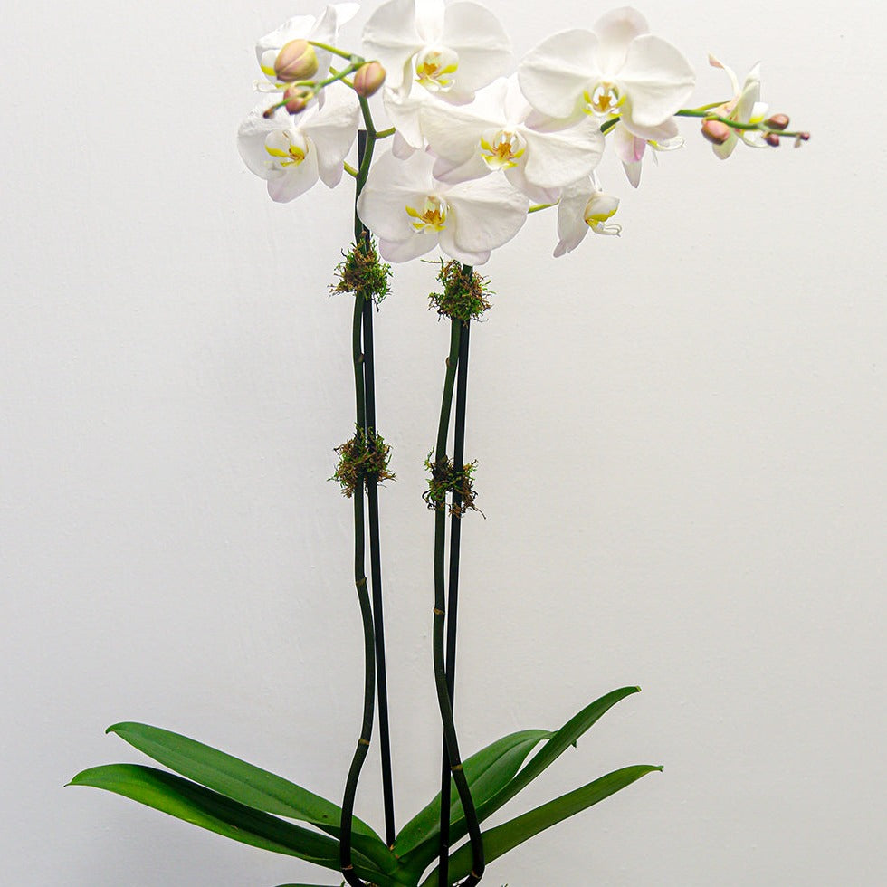 Simple Phalaenopsis